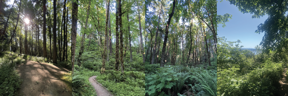 Pacterra Team Review: Our Favorite Summer Road & Trail Runs